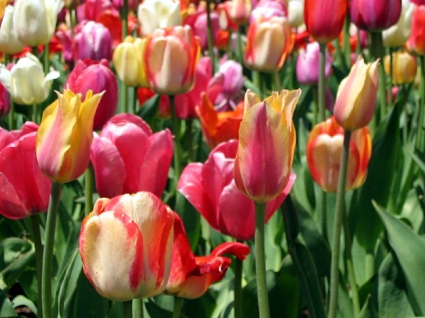 springtime_tulips